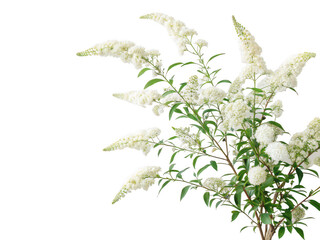 Butterfly bush png buddleia bush png butterfly attracting plant png flowering bush png garden shrub png ornamental plant png outdoor flower bush png transparent background image