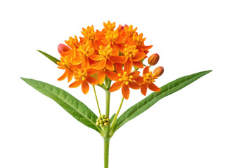 Butterfly weed flower png asclepias tuberosa png orange flower png milkweed plant png pollinator flower png native wildflower png garden plant png transparent background image