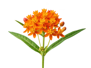 Butterfly weed flower png asclepias tuberosa png orange flower png milkweed plant png pollinator flower png native wildflower png garden plant png transparent background image