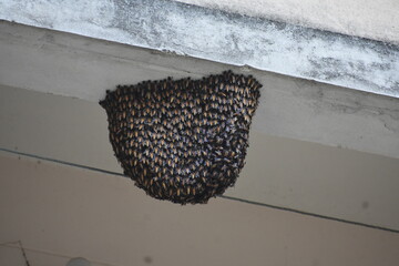 Dense swarm of bees forming a beehive clinging to an overhang.