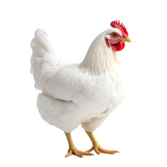 Fototapeta premium Elegant White Chicken: A pristine white chicken with a striking red comb stands gracefully in a studio shot