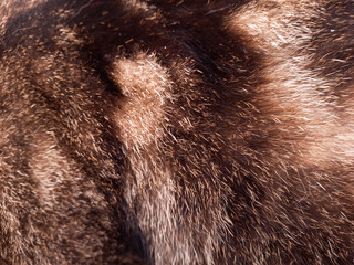 Background - texture of fur. Striped grey cat