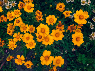 Blossoms Of Orange Flowers On A Meadow In Summer