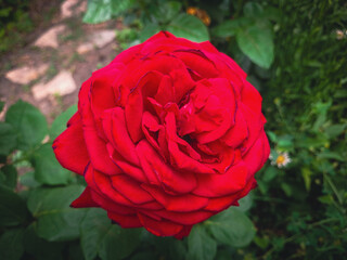 Red roses with green leaves
