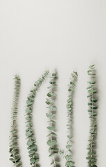 Eucalyptus green leaves stem organic flat lay white neutral texture abstract background aesthetics