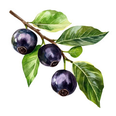 Jabuticaba, watercolor illustration vector, high quality, isolated on a white background.