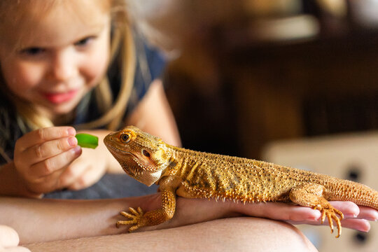 Little girl feeding pet lizard capsicum food