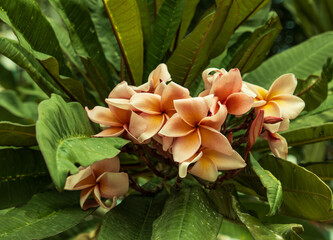 A group of pink flowers with yellow centers