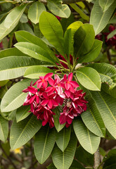 A cluster of red flowers on a green leaf