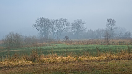Fototapeta premium Wetlands with reed and bare trees in the fog in Bourgoyen nature reserve, Ghentm Flanders, Belgium 