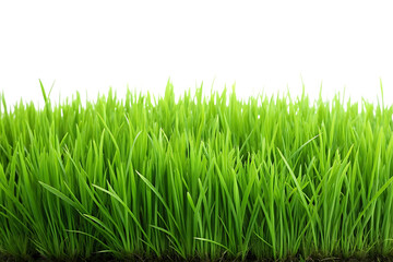 Obraz premium Vibrant Grass Field Isolated High-Quality Transparent Image.