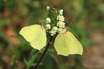 Brimstone, Gonepteryx rhamni, butterfly on flower