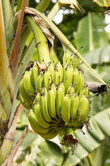 green bananas on a branch as a background.