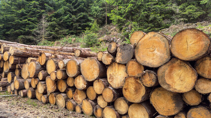Forest firewood wooden trunks background panorama - log trunks pile with fir and spruce trees. logging timber wood industry.