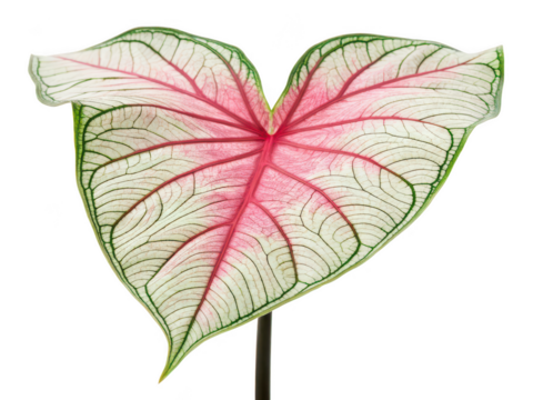 Caladium flower png tropical flower png colorful foliage plant png heart shaped leaf flower png decorative leaf plant png garden caladium png vibrant plant png transparent background image