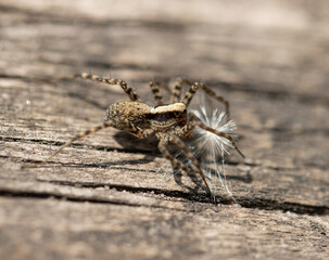 A spider is on a wooden surface