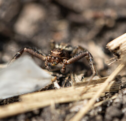 A spider is on the ground