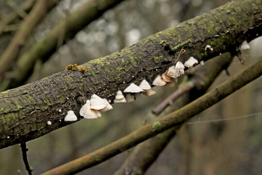 White panellus mitis mushrooms on a tree trunk, selective focus