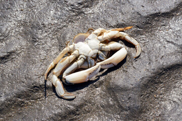 White crab skeleton on wet dark sand in the beaches of puerto piramides, patagonia argentina