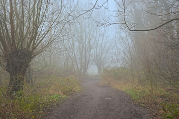 Hiking trail along bare trees in the mist in Bourgoyen nature reserve, Ghent, Flanders, Belgium 
