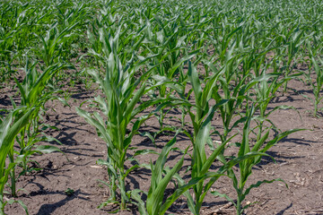 Close-up of lush green young corn plants meticulously arranged in rows within a vast agricultural field, highlighting healthy growth and promising future yields