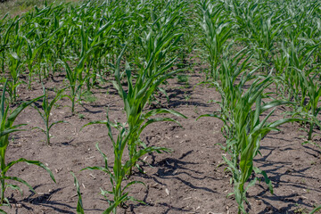 Expansive field of young, vibrant green corn plants precisely aligned in rows, showcasing early growth and the potential for a thriving harvest in agriculture