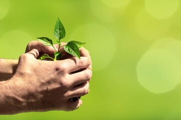 Hands holding young tree for planting on a blurred green nature backgraund. Concept eco earth day.