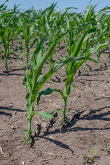 Close-up of young, vibrant green corn stalks standing in dry, fertile soil, showcasing the early stages of growth in a sunny agricultural field