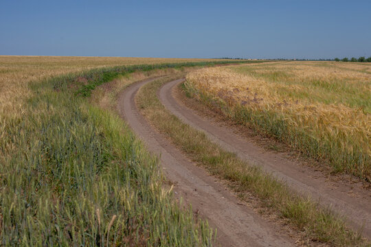 A winding dirt road cuts through vast, golden wheat and barley fields under a clear blue sky, evoking a sense of rural journey and expansive agricultural landscapes - Powered by Adobe