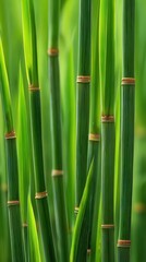 Obraz premium Verdant bamboo stalks rise amidst a lush green thicket