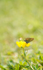 butterfly on yellow flower