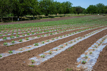 Vibrant agricultural field with young plants thriving in precise rows, covered by plastic mulch,...