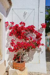 bougainvillier