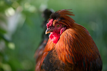 A handsome rooster is captured in a close-up portrait. Its russet neck feathers glow in the sun, contrasting with a spiky black crest and a vibrant red comb against a green background.