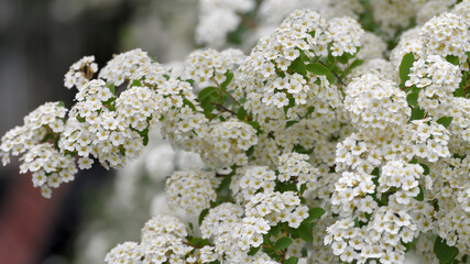 Spirea chamaedryfolia blooms profusely in the spring