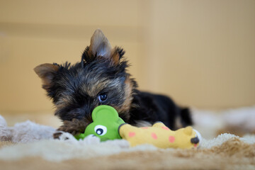 An adorable Yorkshire Terrier puppy lies on a soft blanket, chewing on a colorful toy. One dark,...