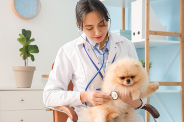 Female veterinarian examining cute Pomeranian dog in clinic