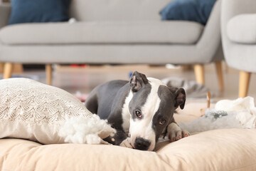 Naughty Staffordshire Terrier chewing pillow at home on Christmas eve