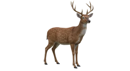 Selbstklebende Fototapeten Hirsch Isolated Deer  © Sarah