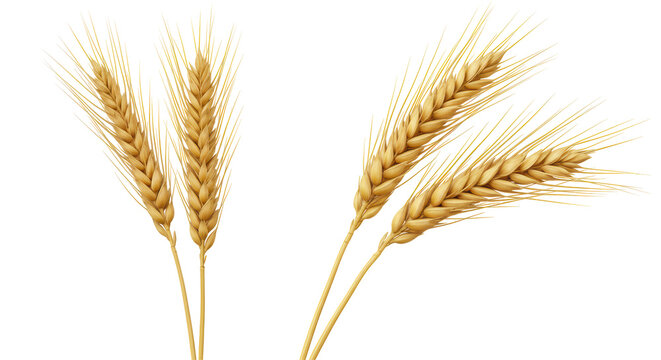 Isolated wheat spikes