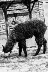 Adorable alpaca, black and white photo.