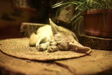The little fennec is sleeping under the lamp.