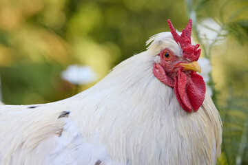A detailed close-up portrait of a white rooster. Its bright red comb and intense eye are in sharp focus against its white plumage and a soft, natural green bokeh background.