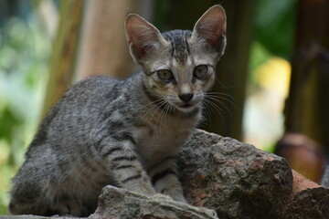 A striped kitten rests on rough stones, with a green background.
