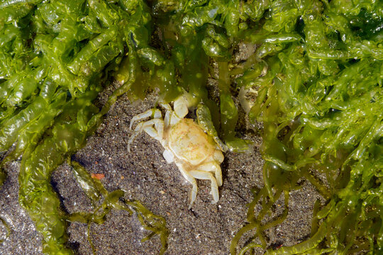 White crab skeleton surrounded by green algae on wet dark sand in the beaches of Puerto Piramide, in Argentine Patagonia