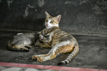 Two tabby cats, one nursing a kitten, on a dark, textured surface.