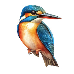 watercolor of Kingfisher, vector high quality, isolated on a white background.