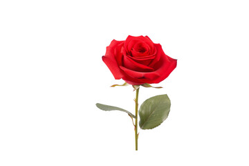 A single, vibrant red rose with green leaves, isolated on a transparent background. background removed