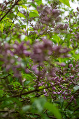 lilacs are starting to bloom, lilac buds, bright purple lilac buds