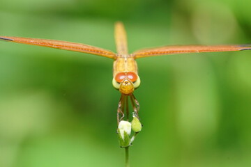 Dragonfly on a flower
